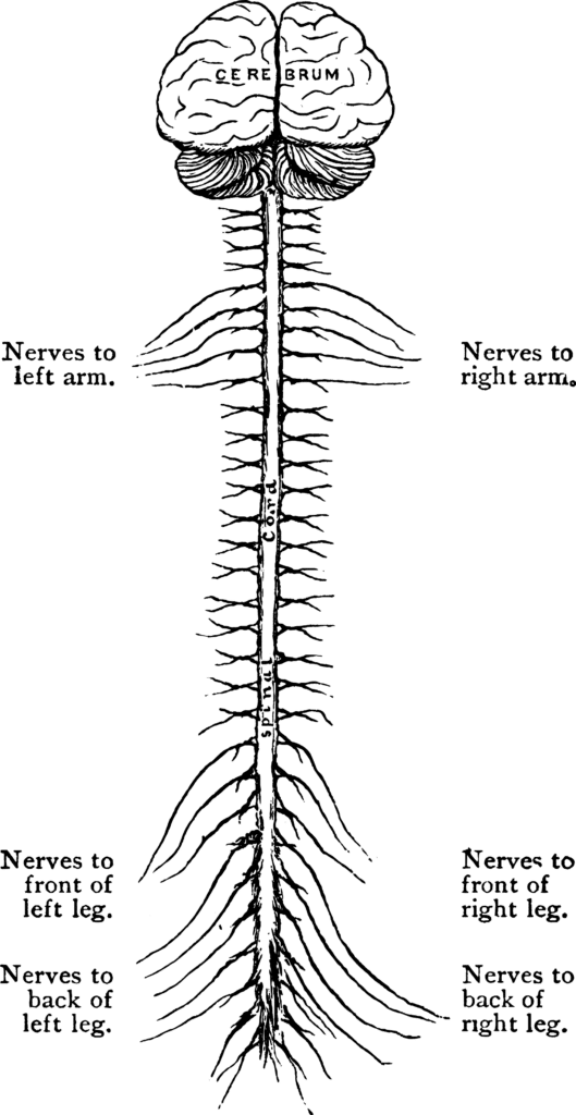 Spine and Nerves affecting radiculopathy