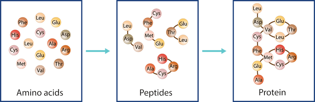 defy medical bpc 157 PDF) Multifunctionality and Possible Medical Application of the BPC 157  Peptide—Literature and Patent Review main image 1